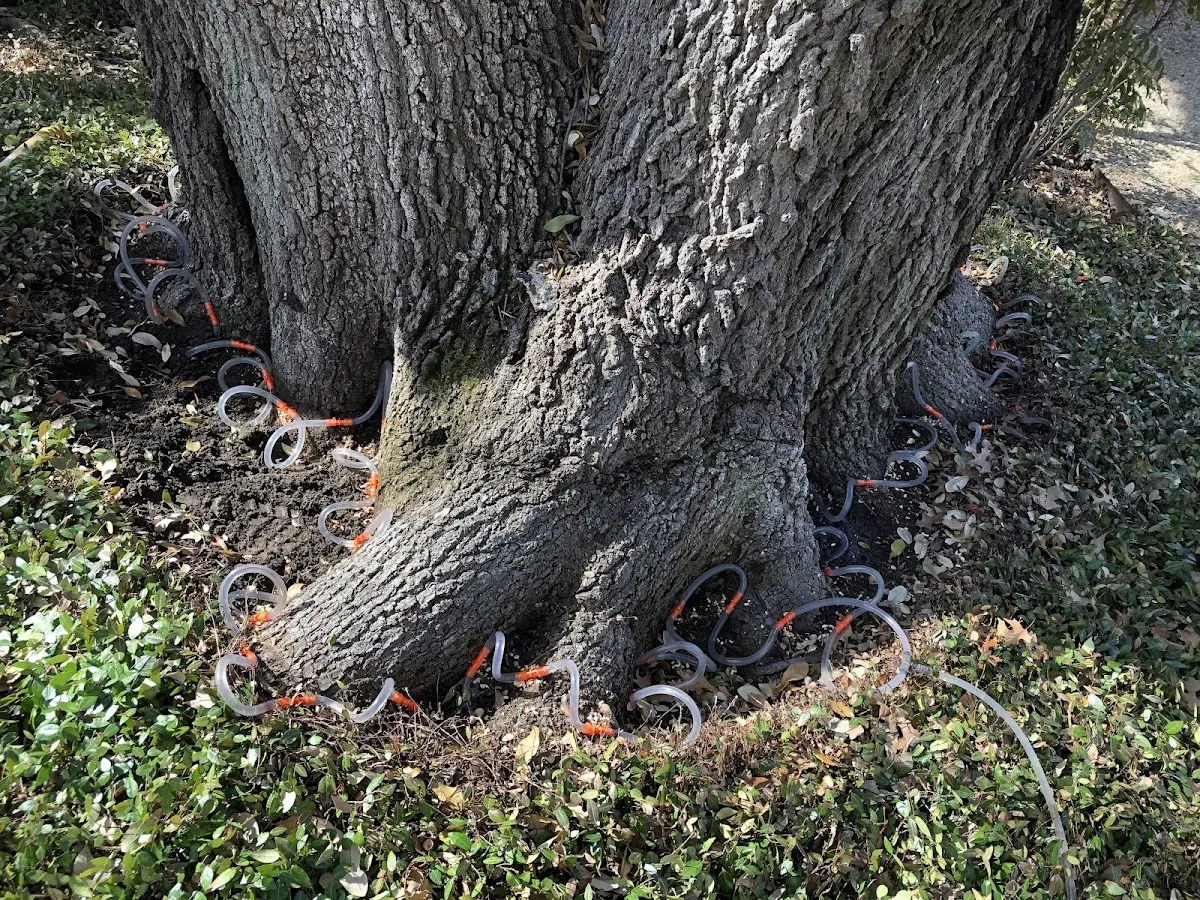 Detailed Tree Cabling and Bracing job site in Ranchita