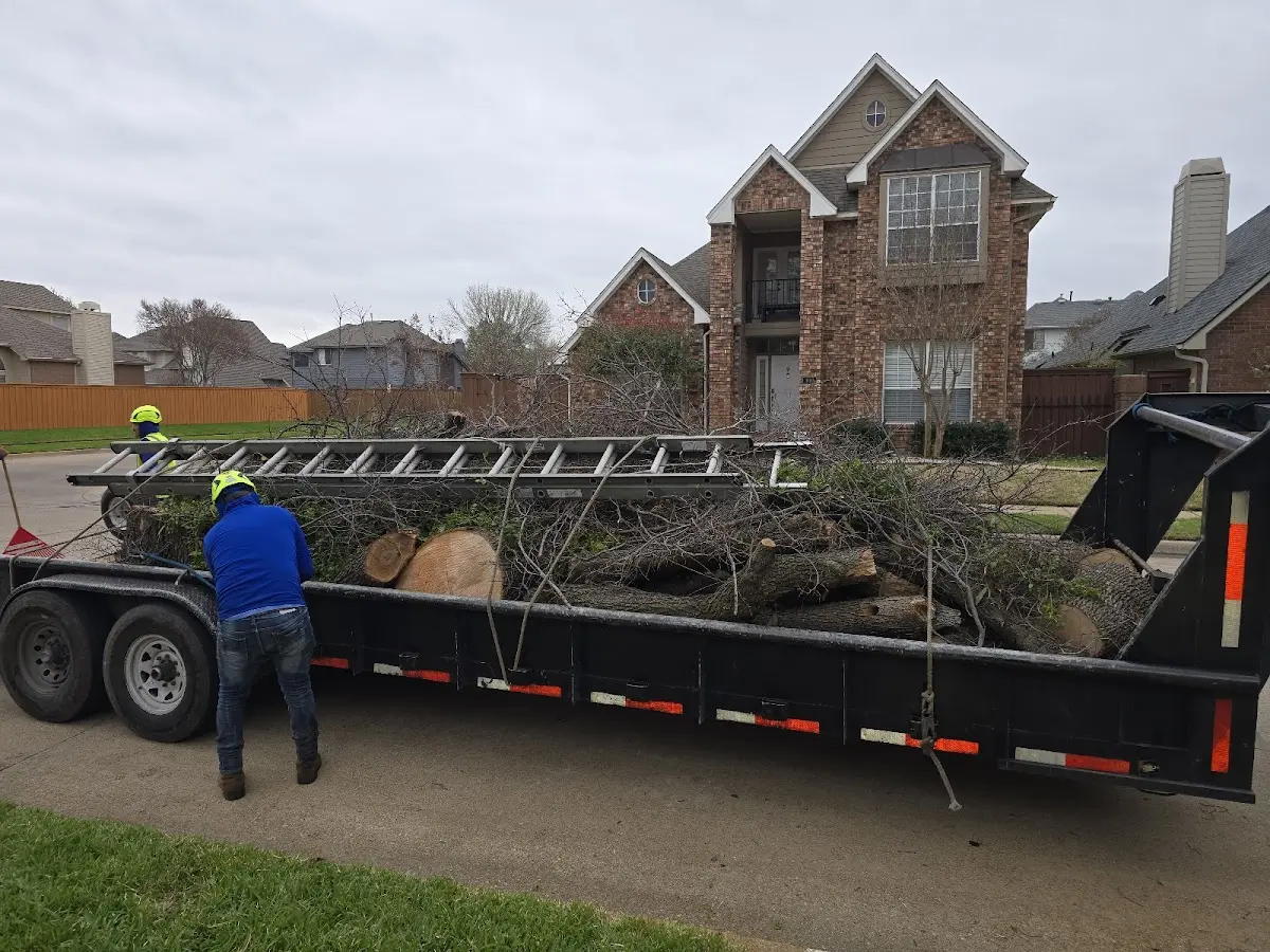 Expert Tree Removal with proper safety equipment in Ranchita